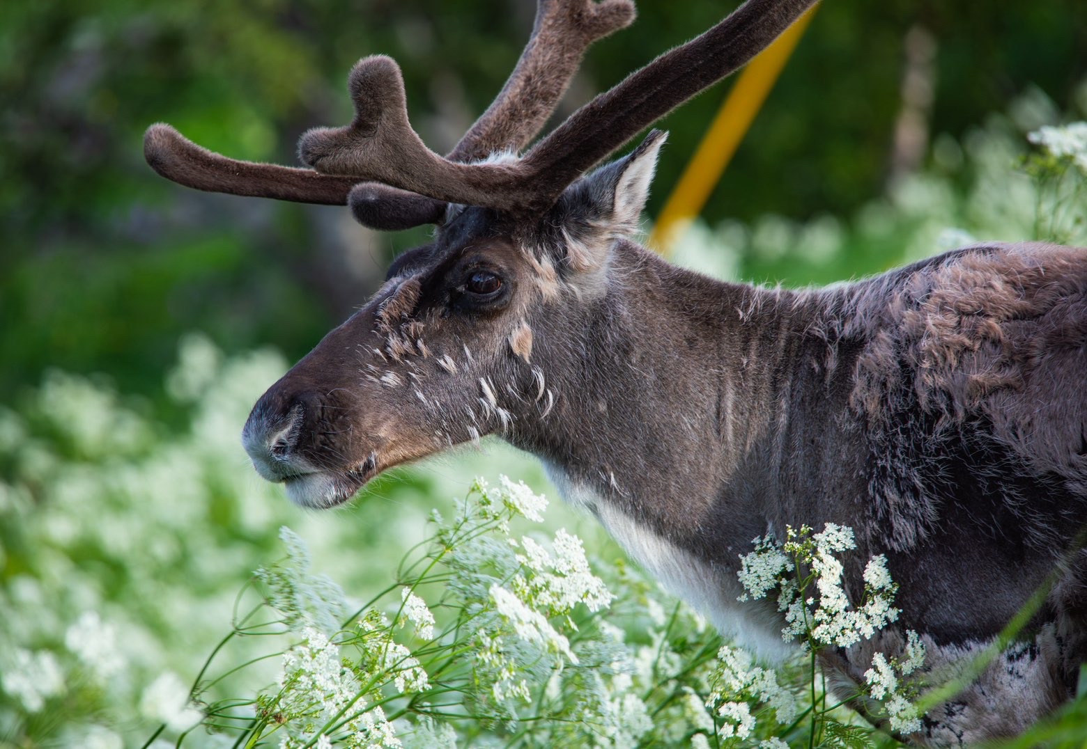 Reindeer in summer velvet among flowering meadow