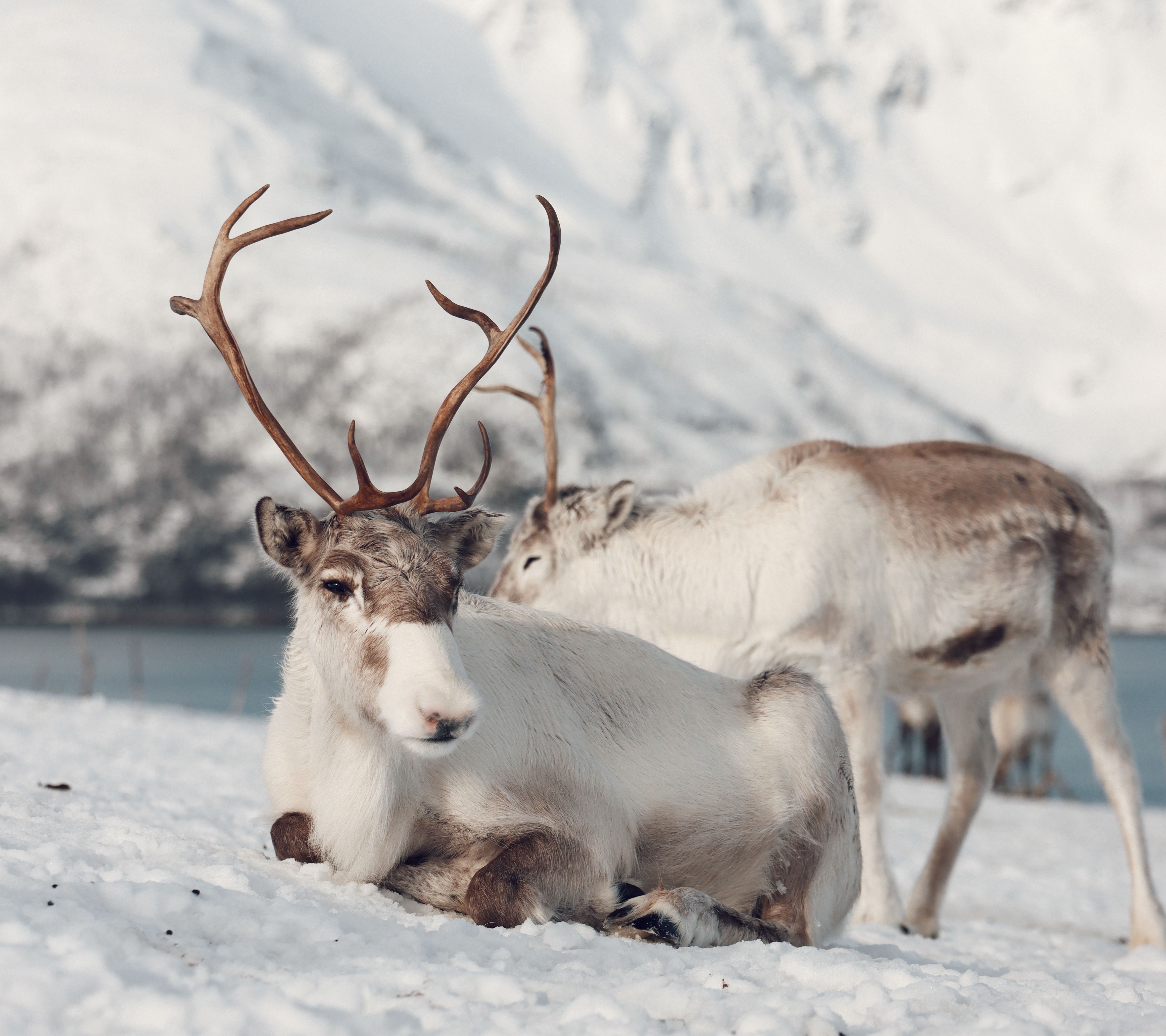 Reindeer herd on the tundra in northern Norway